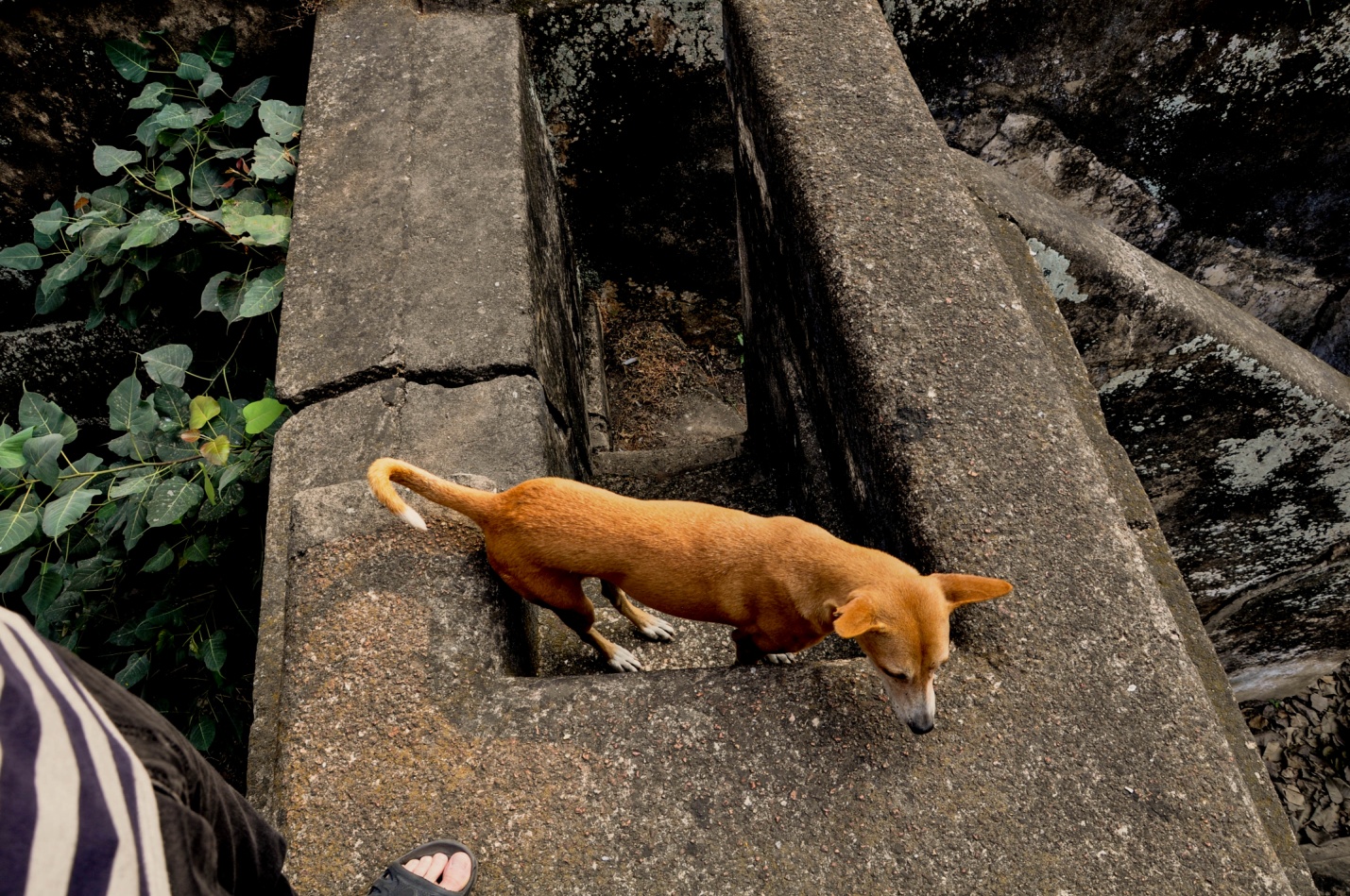 милая собака в Бодхгая, Индия