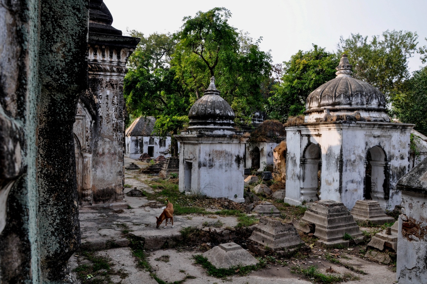 собака во дворе храма Маа-Багга-Деви-Сарасвати, Бодхгая, Индия