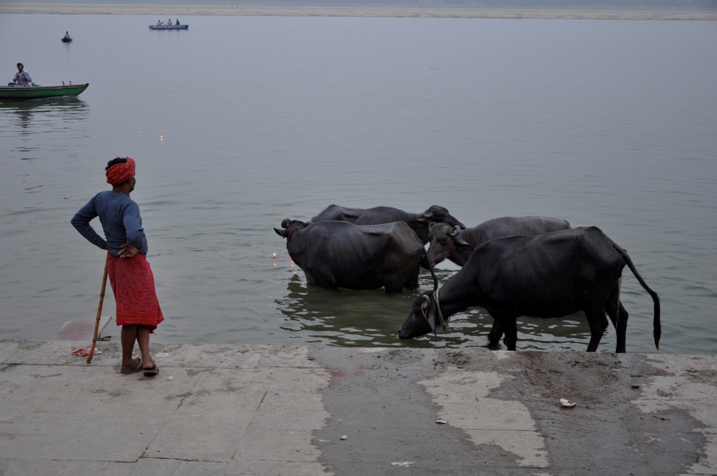 коровы на набережной в городе Варанаси, Индия