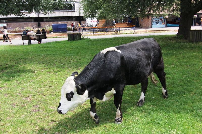 Корова в Кембридже
