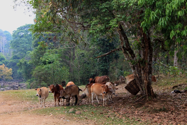 Коровы и природа в Лаосе