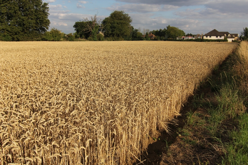 Пшеничные поля Линкольншира, Англия
