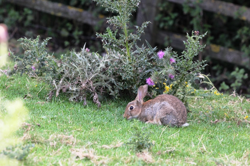Кролик на лужайке. Англия