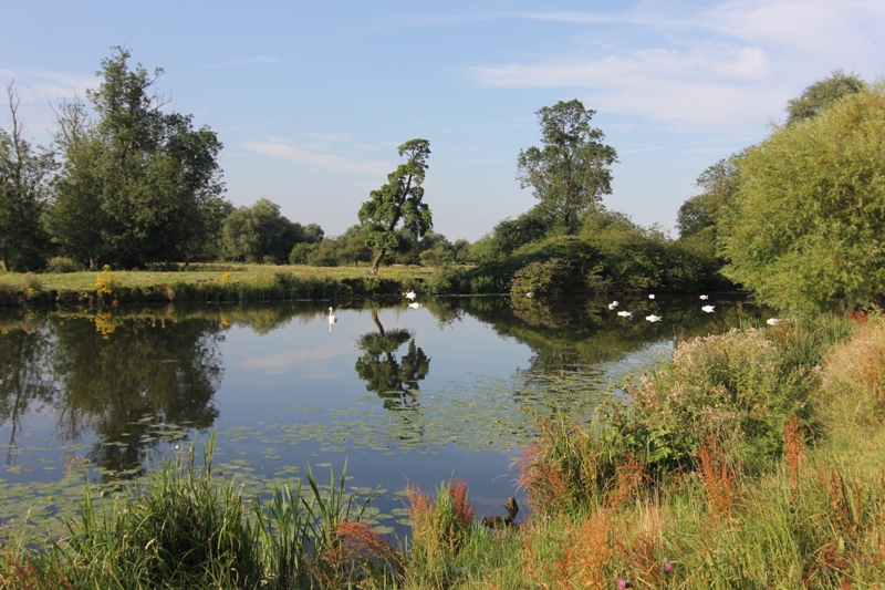 Лебеди на реке Уз, Или, Англия
