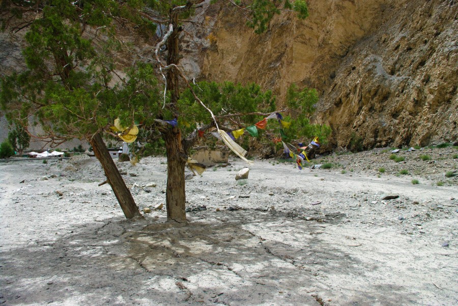 Дерево с молитвенными флажками, Гималаи, Индия