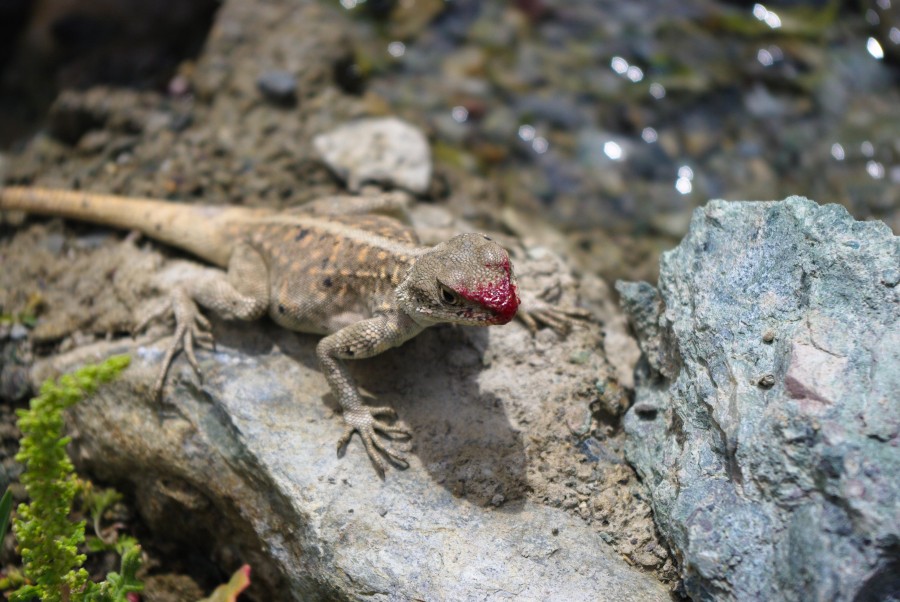 Ящерица на камне, Гималаи