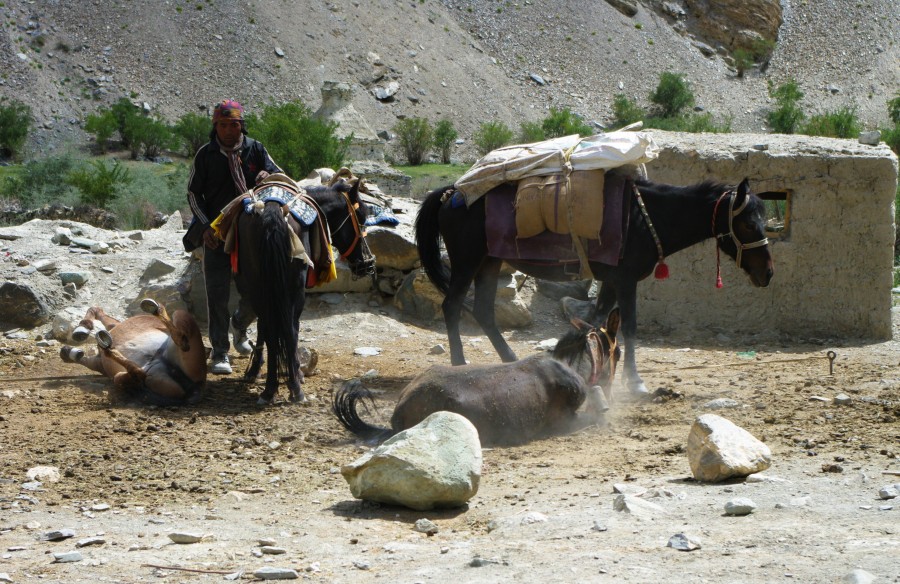 Лошади в Гималаях, Индия