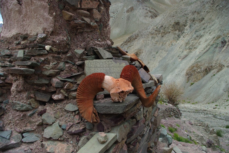 Череп горного козла в Ладакхе