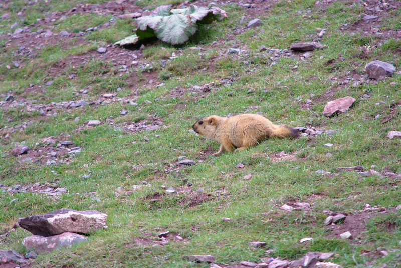 Милое животное на высоте 5000м в горах Гималаи