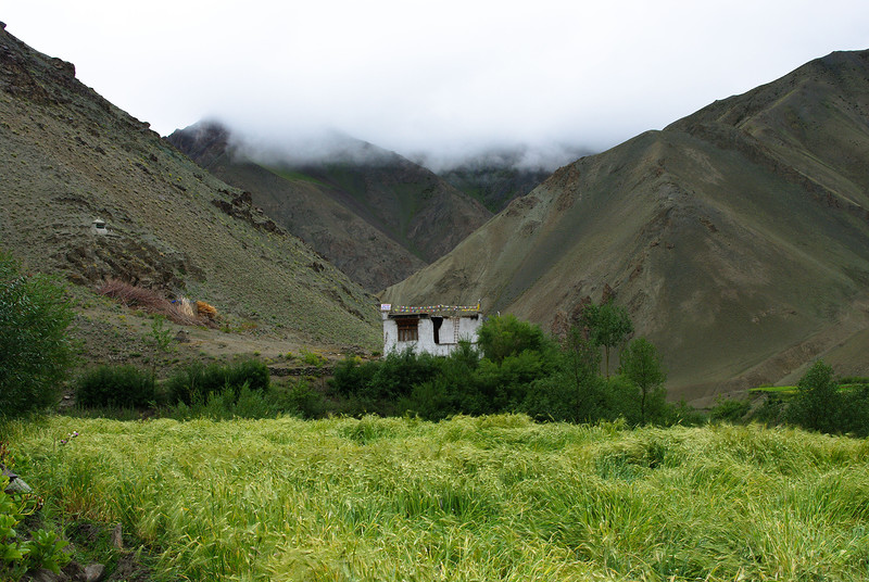 Зеленое поле пшеницы и дом в горах Гималаи