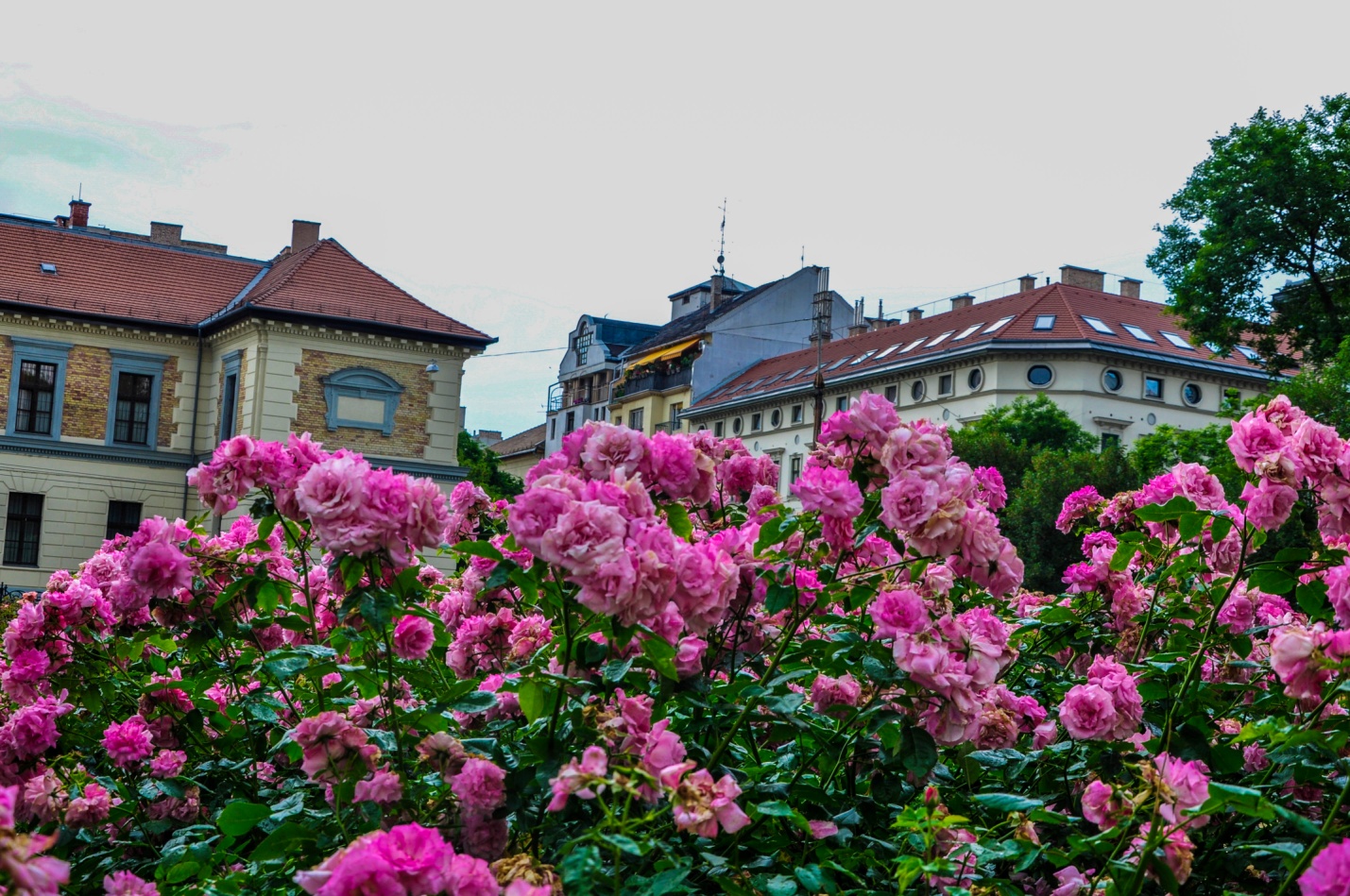 Цветущие розы в Будапеште, Венгрия
