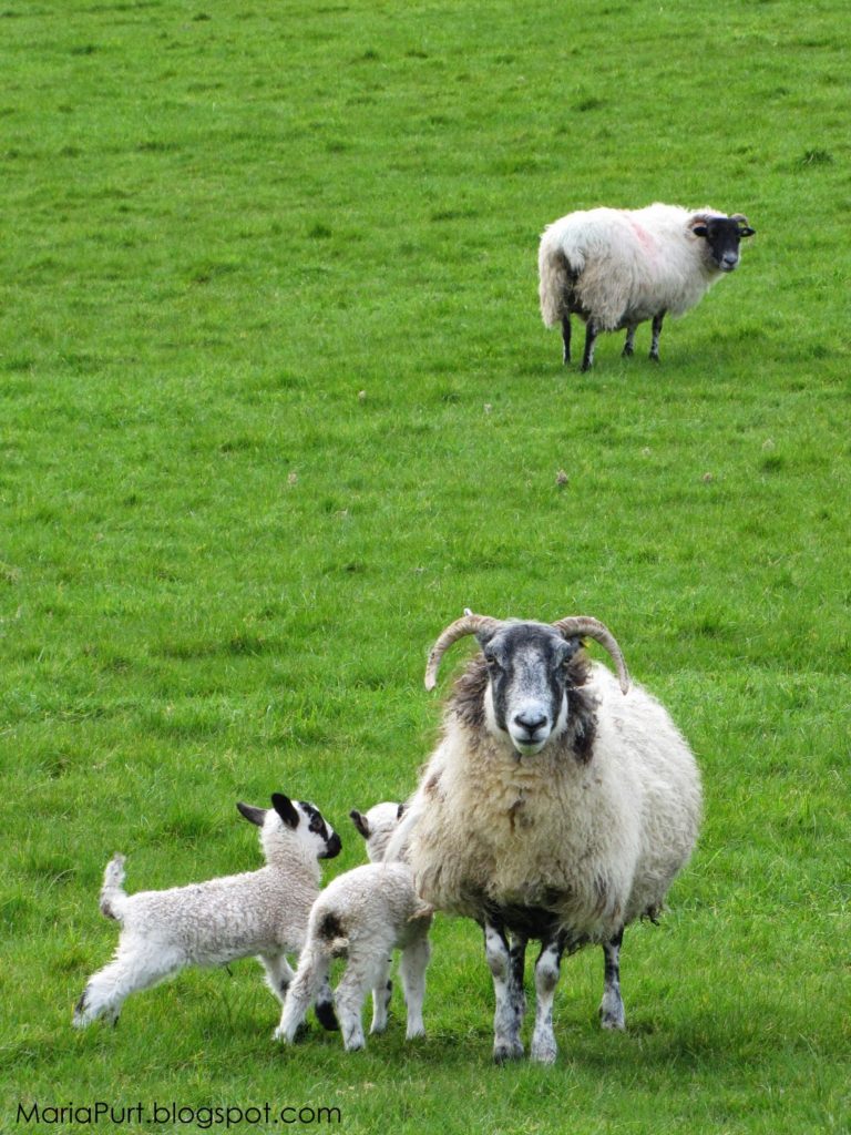 Овцы на зеленом поле в Ирландии