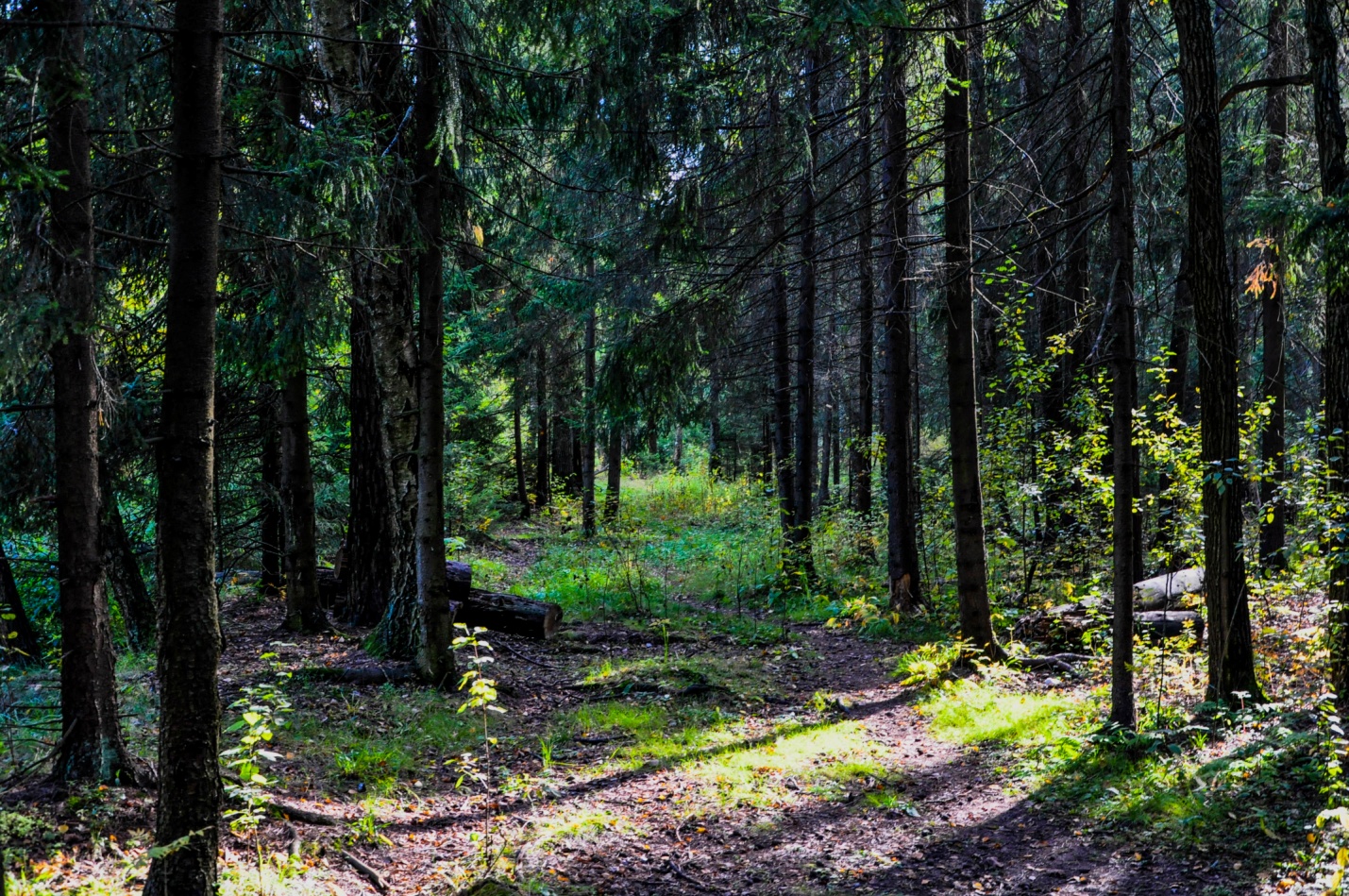 Лес в Опалихе, Подмосковье