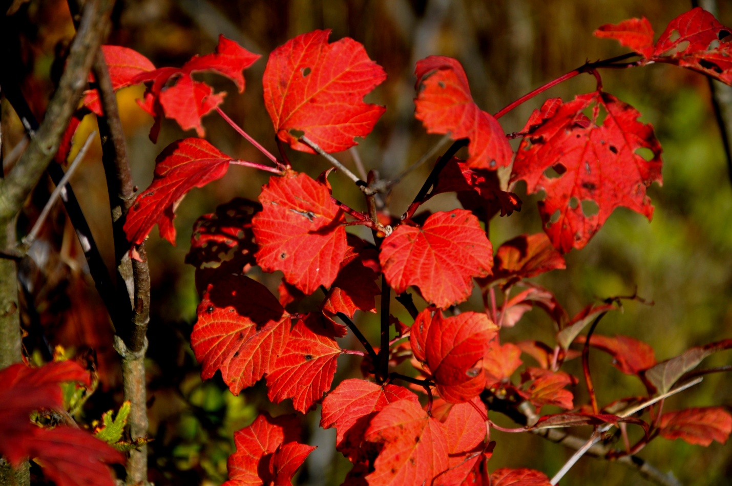 Осенние красные листья
