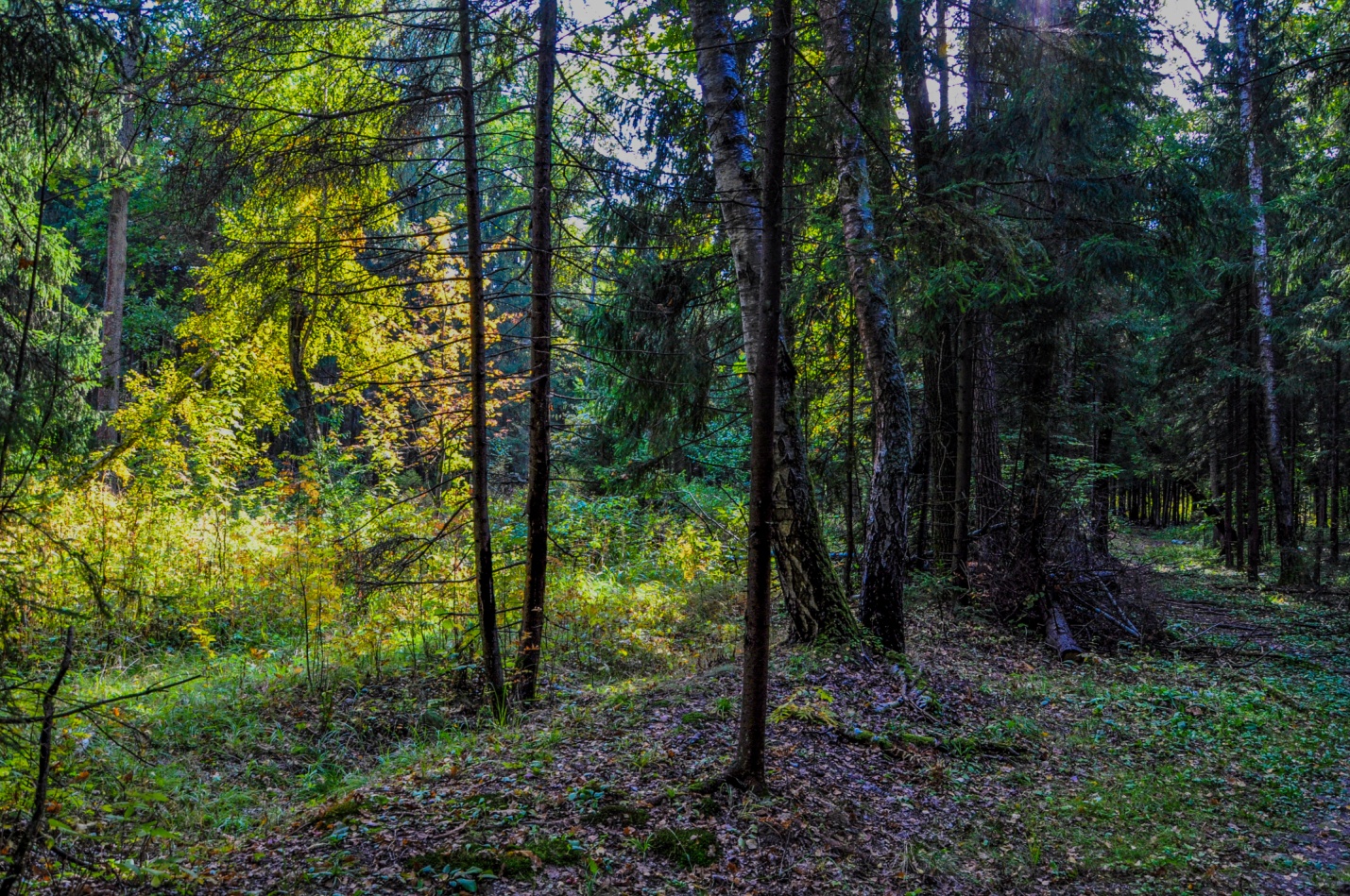 Лес в Подмосковье