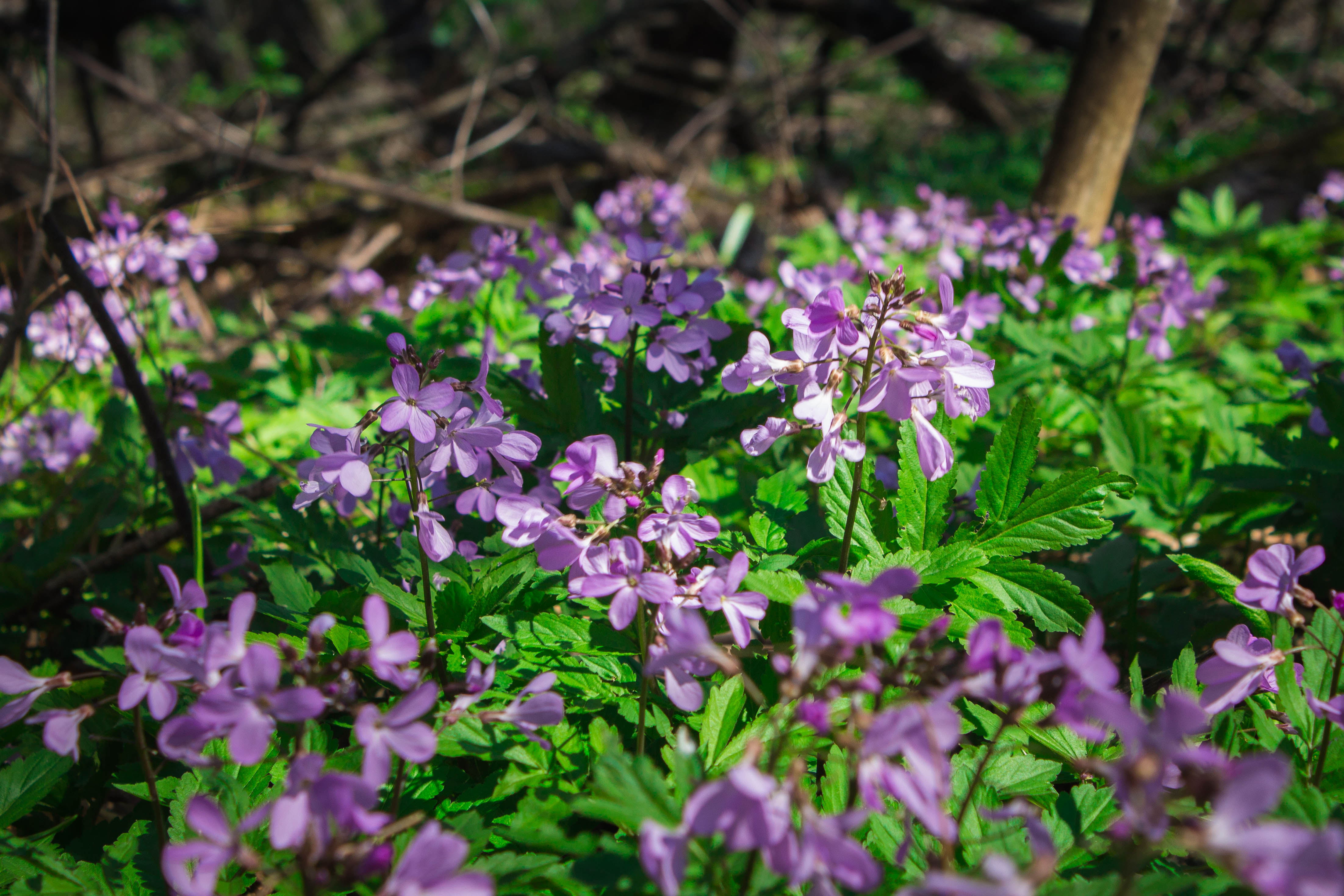 Весенние цветы в лесу за Горячим Ключем, Краснодарский край