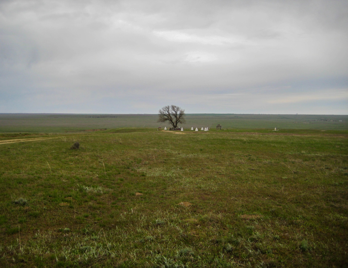 Священный тополь в Калмыцкой степи около Элисты
