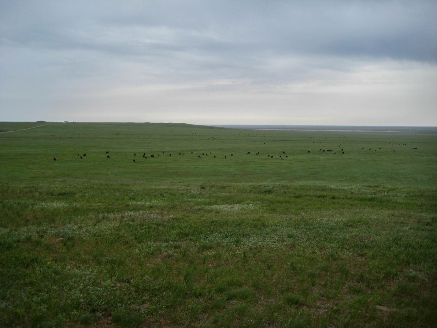 Коровы в Калмыцкой степи