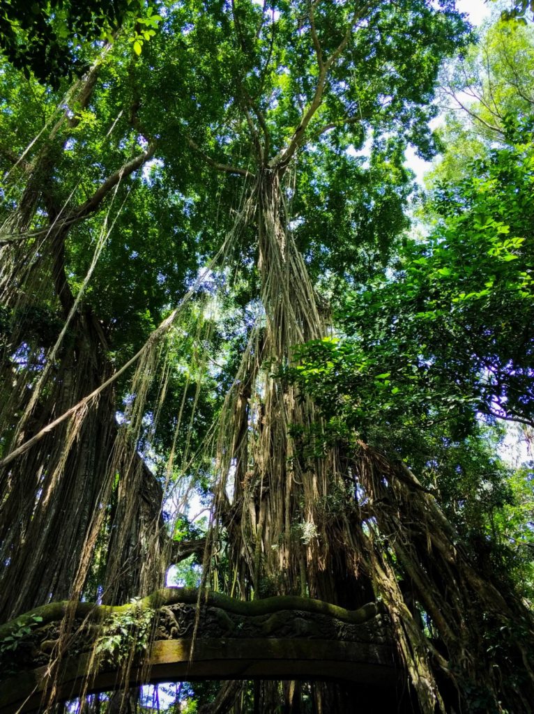 Лес обезьян, Убуд, Бали