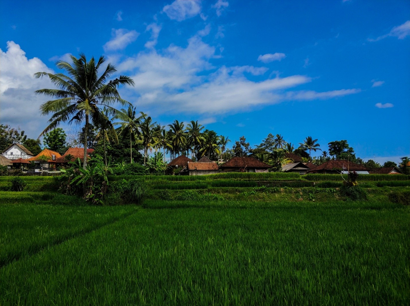 Природа Бали