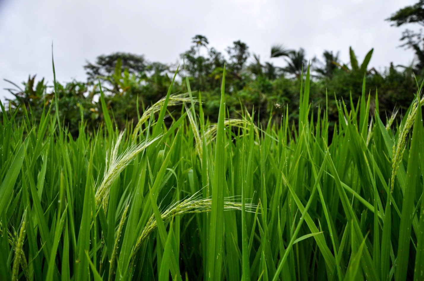 Рис на острове Бали