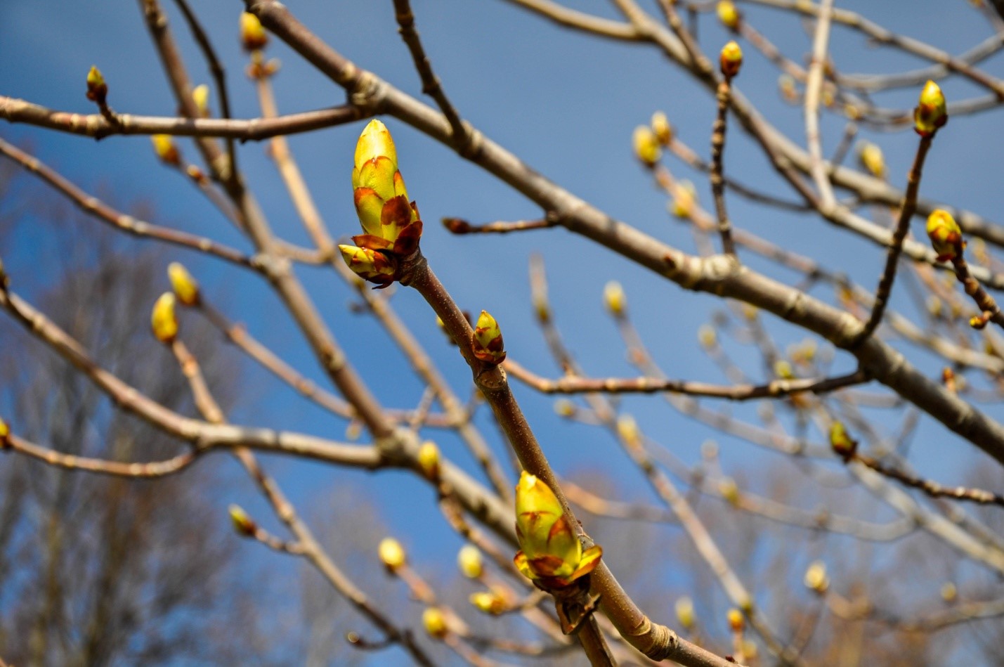 Распускающиеся почки на дереве весной